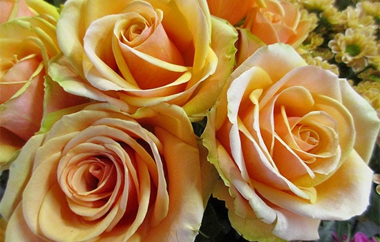 Peach Roses Meaning and Symbolism All Rose Color Meanings