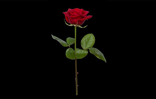Hidden Secrets behind Single Red Rose Meaning | All Rose Color Meanings