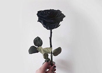 Understanding What Does A Black Rose Mean All Rose Color Meanings,Lovebirds As Pets