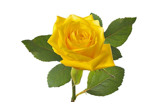 Meaning yellow rose Yellow Roses: