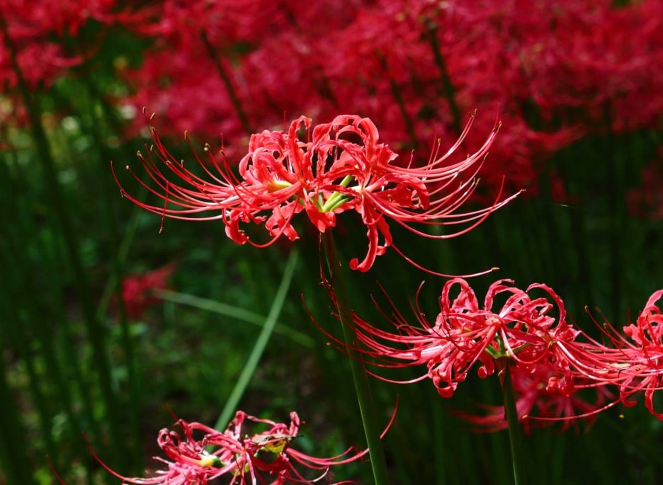 Lily red meaning spider