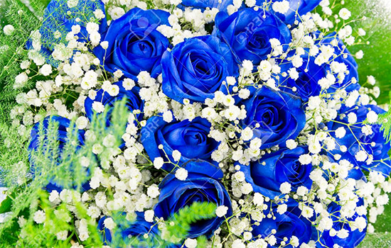 Blue Roses Meaning