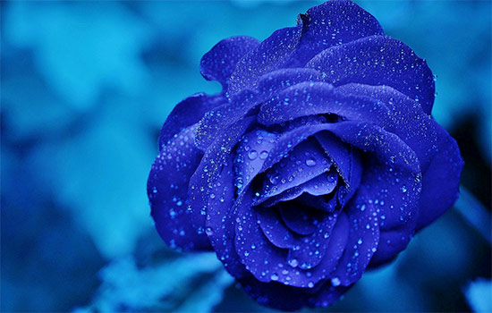 The Blue Roses Meaning