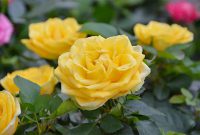 Yellow Roses Meaning and History