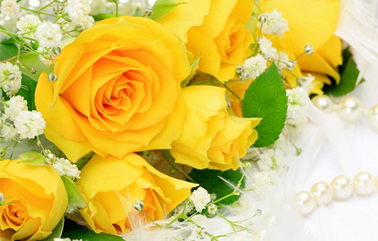 Yellow Roses Meaning