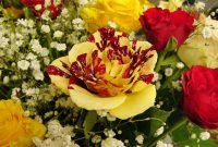 Red and Yellow Roses Meaning