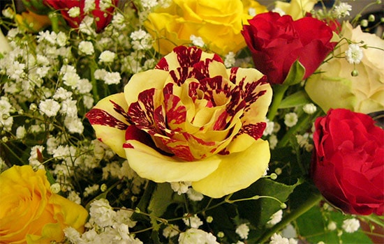Red and Yellow Roses Meaning