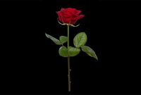 Single Red Rose Meaning
