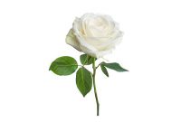 Single White Rose Meaning