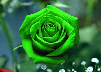 The Beautiful Green Rose Meaning