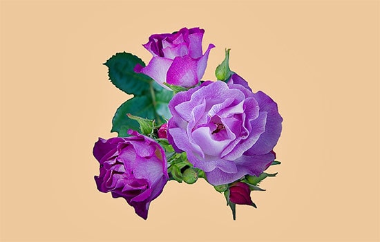 dark purple rose meaning