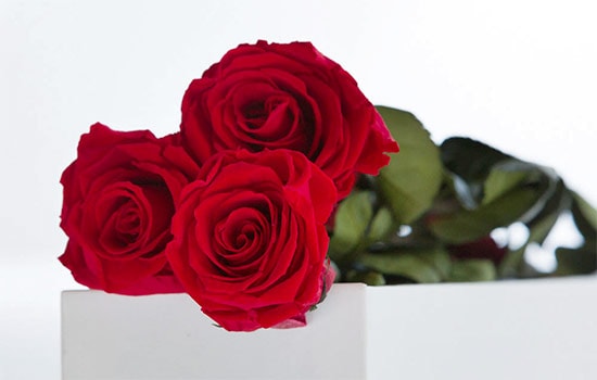 Red Roses Meaning