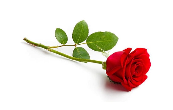 Single Rose Meaning
