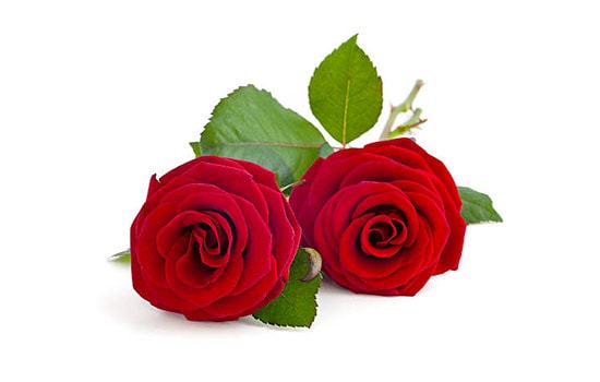 Two Red Rose