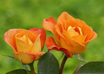 Orange roses color