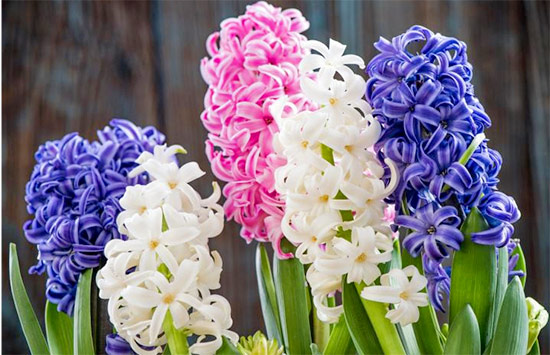Hyacinth the flower means hope