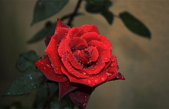 Dark Red Rose Meaning