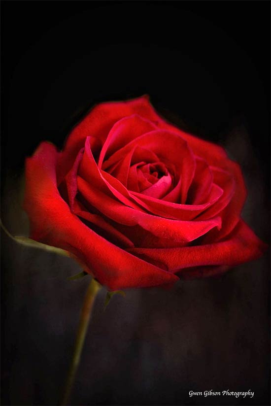 Meaning of dark deep red rose