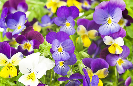 Pansy rose meaning