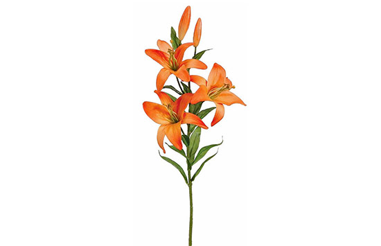 orange lily meanings