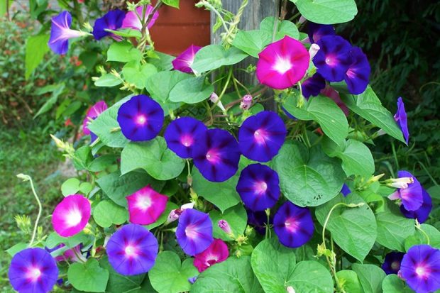 Morning glory flower meaning