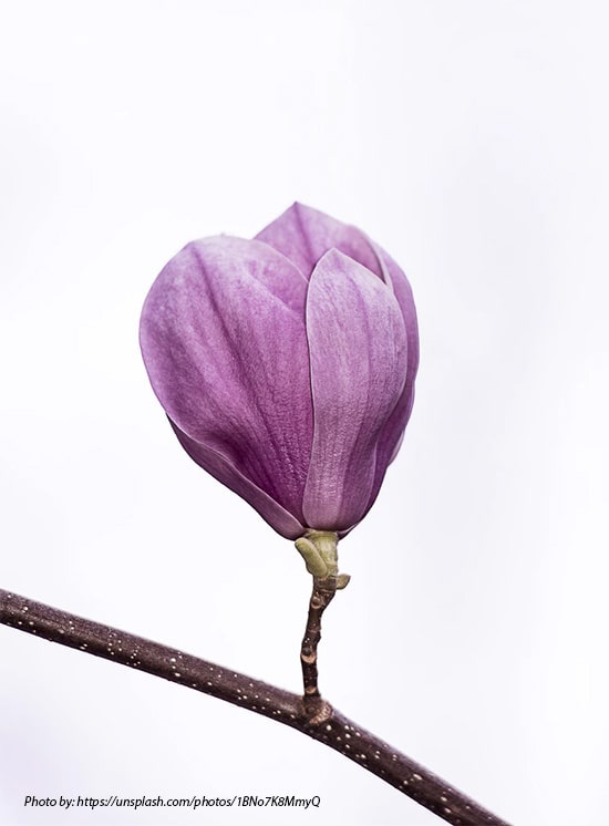 Meaning of magnolia flower