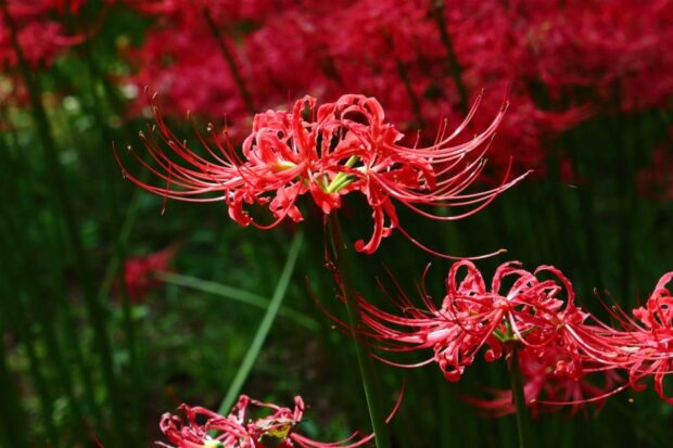 Spider Lily Flower Meaning