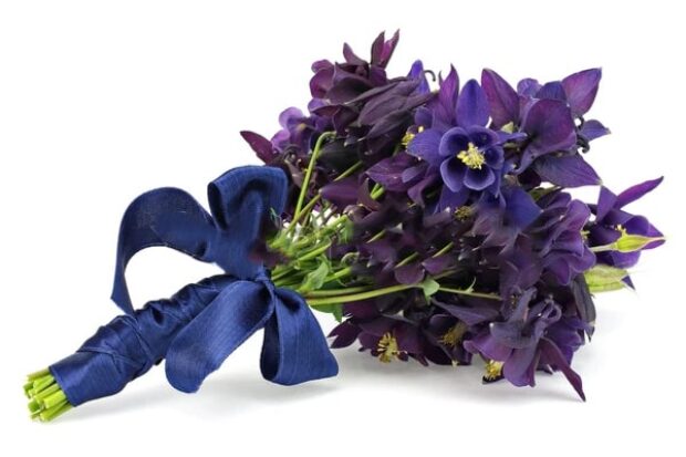 Columbine Flower Symbolize and Meaning