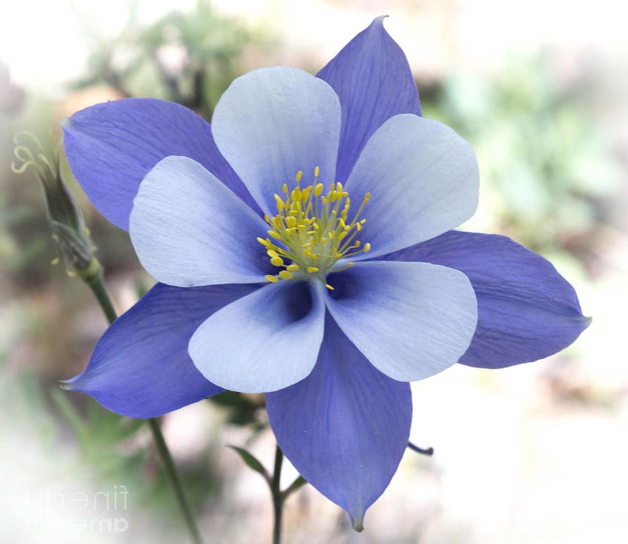 Columbine Flower meaning in christian