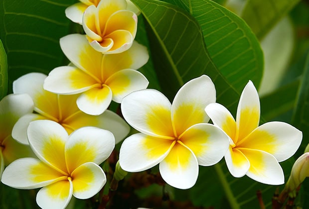 Frangipani Flower in hawaii culture