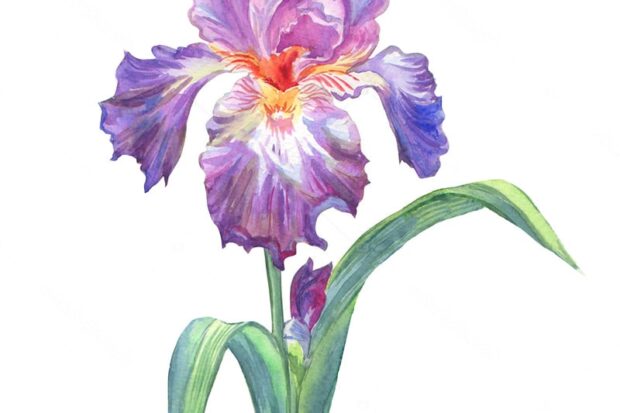 Iris flower meaning