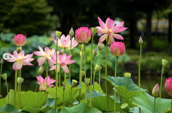 Lotus flower meanings for Buddhists