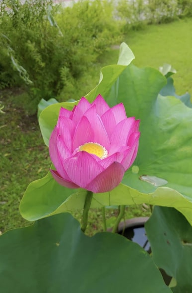Lotus flower symbolism in Hinduism