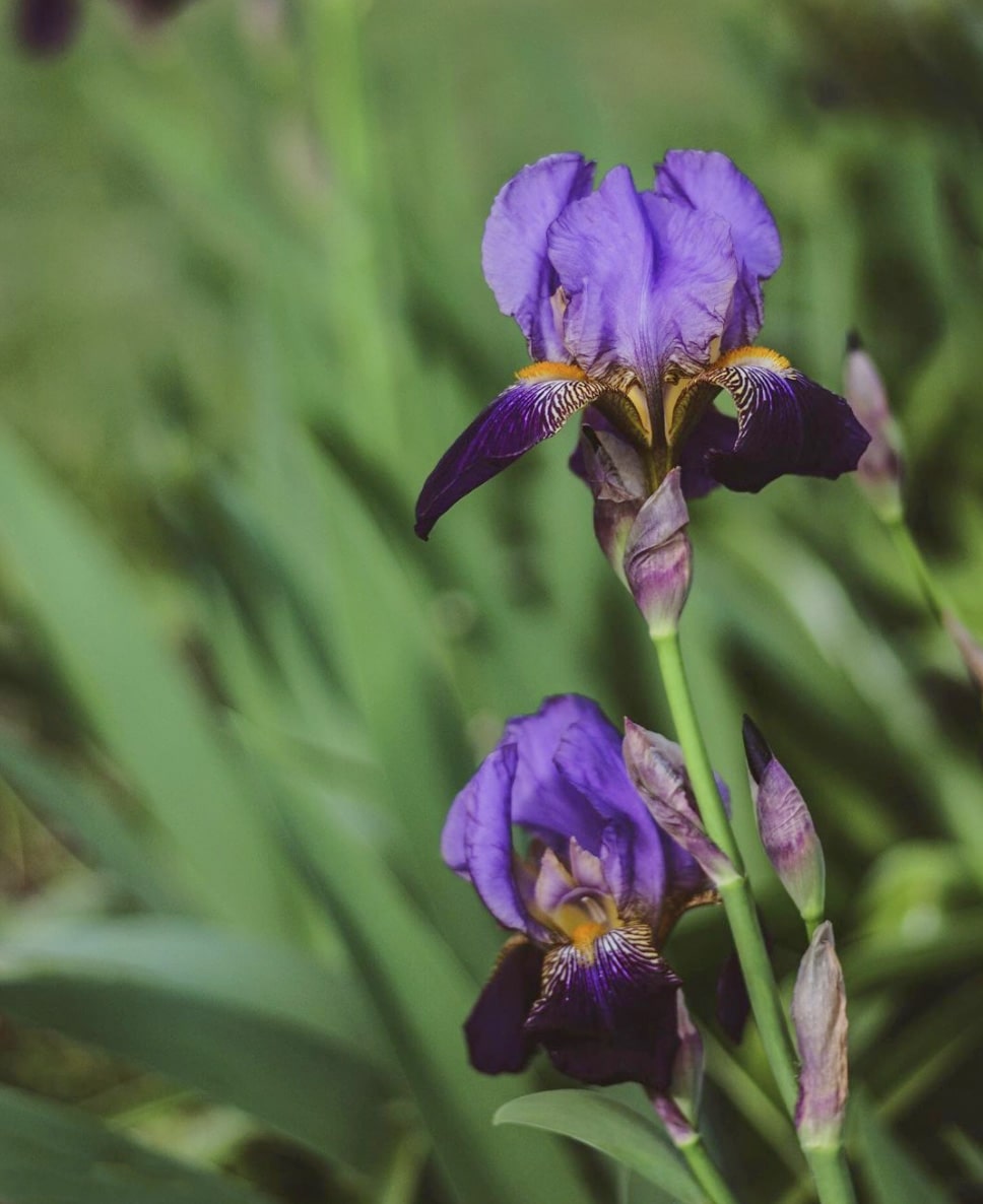 Meaning of Iris Flower