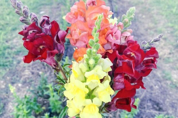 Snapdragon Flower with variety of colors