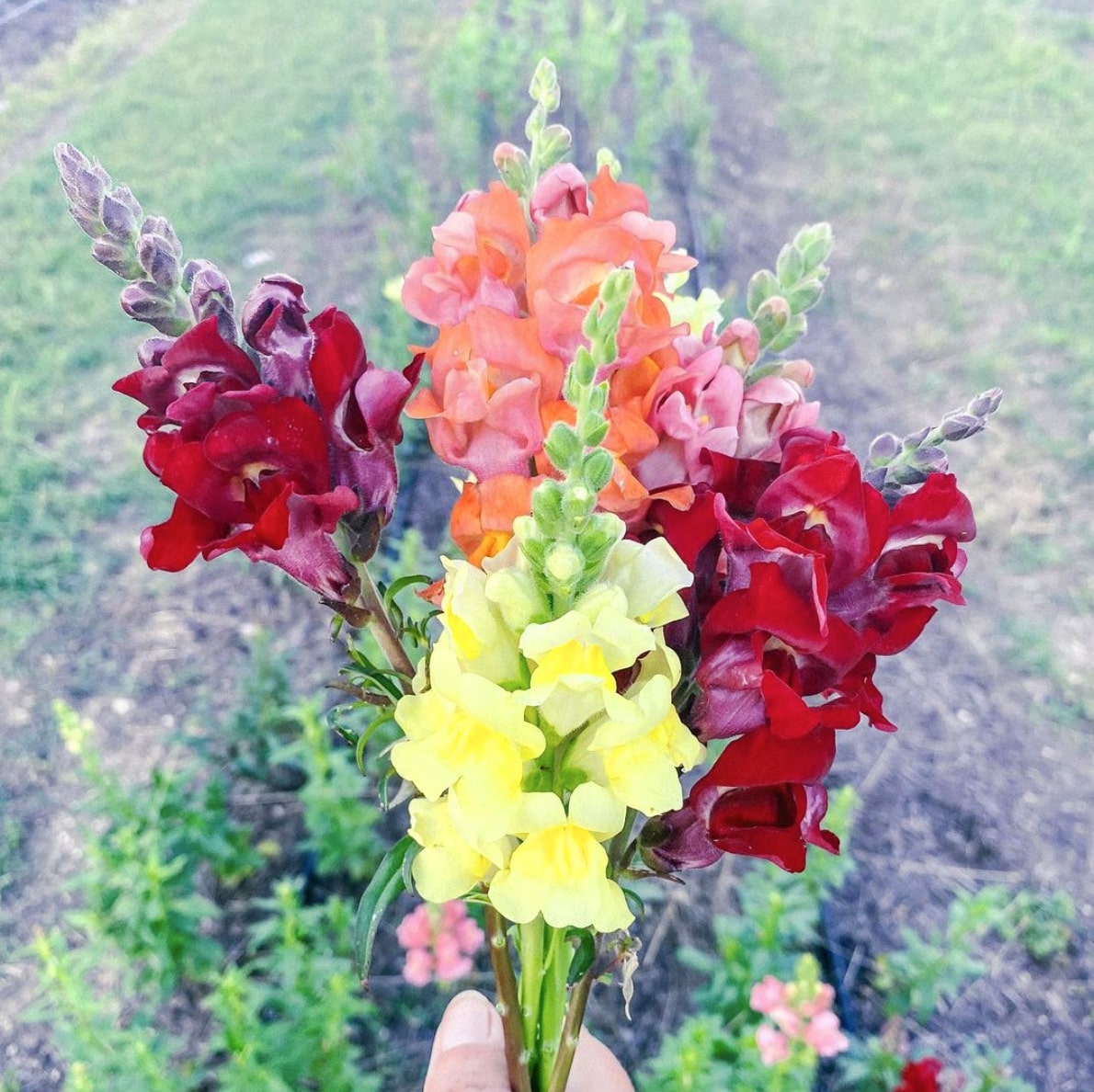 Snapdragon Flower with variety of colors