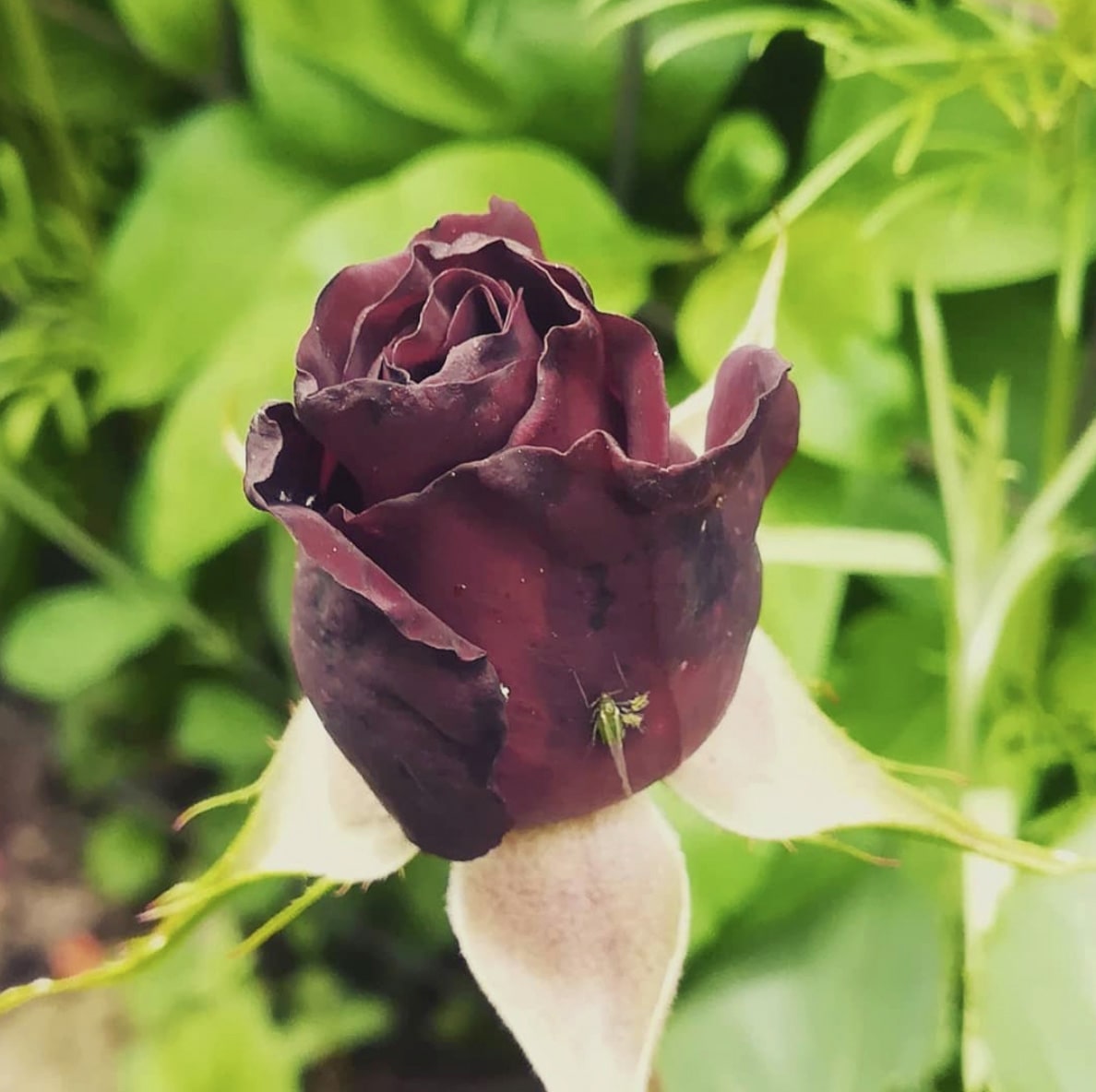 Meaning of Black Baccara Roses