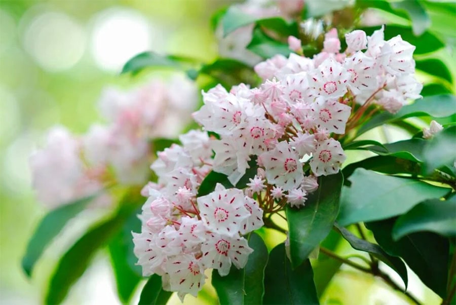 Kalmia Flower Meaning And Symbolism